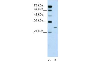 Western Blotting (WB) image for anti-BPI Fold Containing Family A, Member 1 (BPIFA1) antibody (ABIN2462588) (BPIFA1 Antikörper)