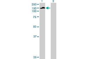 Western Blot analysis of SNX13 expression in transfected 293T cell line by SNX13 MaxPab polyclonal antibody.