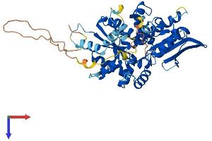 NARF Protein (AA 1-462) (His tag)