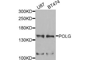 Western blot analysis of extracts of U87 and BT474 cells, using POLG antibody. (POLG Antikörper)