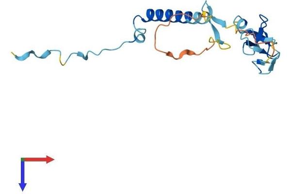 SIVA1 Protein (AA 1-175) (His tag)