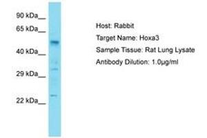 Image no. 1 for anti-Homeobox A3 (HOXA3) (AA 301-350) antibody (ABIN6750257) (HOXA3 Antikörper  (AA 301-350))