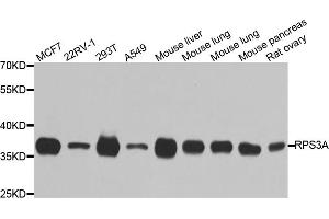 Western blot analysis of extracts of various cell lines, using RPS3A antibody (ABIN5973489) at 1/1000 dilution. (RPS3A Antikörper)