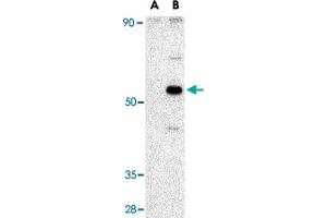 Western blot analysis of AVEN in Raji cell lysate with AVEN polyclonal antibody  at 1 ug/mL in (A) the presence and (B) the absence of blocking peptide. (AVEN Antikörper  (C-Term))