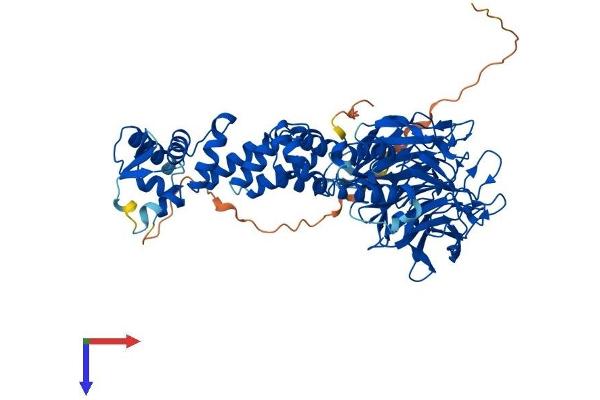 KLHL17 Protein (AA 1-640) (His tag)