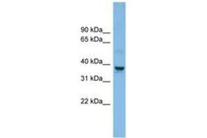 Image no. 1 for anti-Solute Carrier Family 30 (Zinc Transporter), Member 3 (Slc30a3) (AA 179-228) antibody (ABIN6744754) (Slc30a3 Antikörper  (AA 179-228))