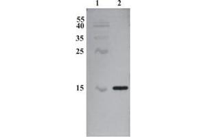 Western Blot testing of anti-CDNF monoclonal antibody (7D6). (CDNF Antikörper)