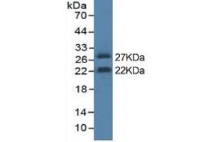 Western Blotting (WB) image for Interleukin 6 (IL6) ELISA Kit (ABIN6574135)