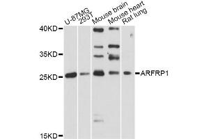 Western blot analysis of extracts of various cell lines, using ARFRP1 antibody. (ARFRP1 Antikörper)