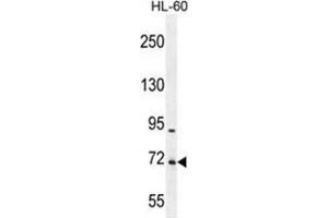 WDR93 Antibody (C-term) western blot analysis in HL-60 cell line lysates (35 µg/lane). (WDR93 Antikörper  (C-Term))