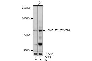Western blot analysis of extracts of 293T cells, using Phospho-SMO-S611/615/616 antibody (ABIN7270378) at 1:1000 dilution. (SMO Antikörper  (pSer611, pSer615, pSer616))