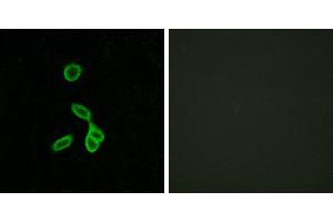Peptide - +Immunofluorescence analysis of LOVO cells, using GALR1 antibody. (Galanin Receptor 1 Antikörper  (Internal Region))
