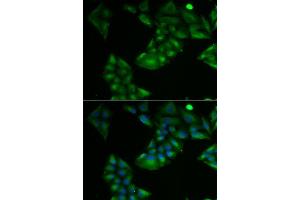 Immunofluorescence analysis of U2OS cells using TXN2 antibody. (TXN2 Antikörper  (AA 1-166))