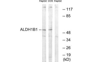 Western blot analysis of extracts from HepG2 cells and COS cells, using ALDH1B1 antibody.