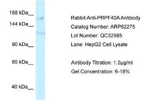 Western Blotting (WB) image for anti-PRP40 Pre-mRNA Processing Factor 40 Homolog A (PRPF40A) (C-Term) antibody (ABIN2789096) (PRPF40A Antikörper  (C-Term))