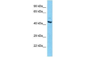 Western Blotting (WB) image for anti-RAR-Related Orphan Receptor C (RORC) (N-Term) antibody (ABIN2787588) (RORC Antikörper  (N-Term))