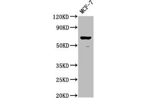 Western Blot Positive WB detected in: MCF-7 whole cell lysate All lanes: RPE65 antibody at 1:2000 Secondary Goat polyclonal to rabbit IgG at 1/50000 dilution Predicted band size: 61 kDa Observed band size: 61 kDa (RPE65 Antikörper  (AA 348-484))