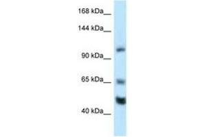 Image no. 1 for anti-RE1-Silencing Transcription Factor (REST) (AA 20-69) antibody (ABIN6747430) (REST Antikörper  (AA 20-69))
