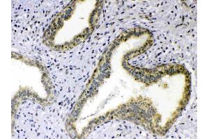 Immunohistochemistry (IHC) image for anti-Tumor Necrosis Factor (Ligand) Superfamily, Member 18 (TNFSF18) (AA 70-199) antibody (ABIN5519067)