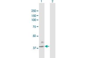 Western Blot analysis of F3 expression in transfected 293T cell line by F3 MaxPab polyclonal antibody. (Tissue factor Antikörper  (AA 1-295))