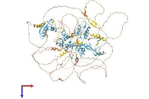 ZNF592 Protein (AA 1-1267) (His tag)