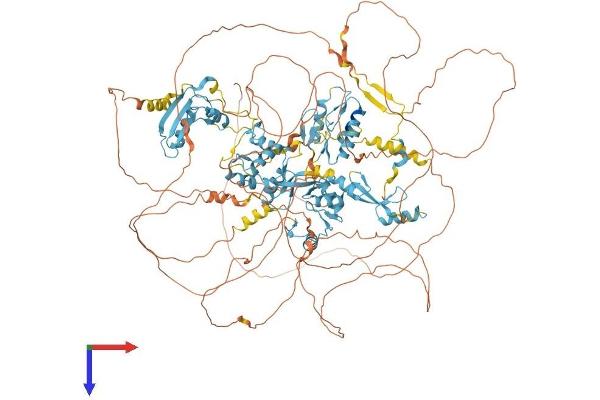 ZNF592 Protein (AA 1-1267) (His tag)