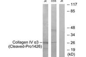 Western blot analysis of extracts from Jurkat/COS7 cells, treated with etoposide 25uM 24h, using Collagen IV alpha3 (Cleaved-Pro1426) Antibody. (COL4a3 Antikörper  (Cleaved-Pro1426))