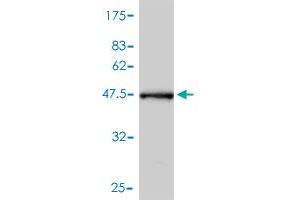 Western Blot detection against Immunogen (44. (CRYAB Antikörper  (AA 1-175))