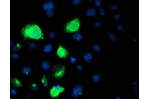 Immunofluorescence (IF) image for anti-Lipoprotein Lipase (LPL) (AA 28-475) antibody (ABIN1491320) (Lipoprotein Lipase Antikörper  (AA 28-475))