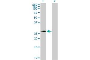 Western Blot analysis of TSSK3 expression in transfected 293T cell line by TSSK3 MaxPab polyclonal antibody. (TSSK3 Antikörper  (AA 1-268))