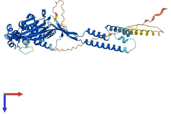 ASIC3 Protein (AA 1-531) (His tag)