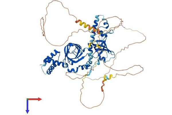 RMI1 Protein (AA 1-625) (His tag)