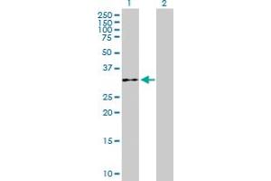 Western Blot analysis of WDR61 expression in transfected 293T cell line by WDR61 MaxPab polyclonal antibody. (WDR61 Antikörper  (AA 1-305))