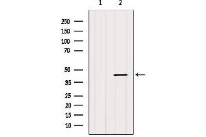 Western blot analysis of extracts from MCF7, using HSD17B2 Antibody. (HSD17B2 Antikörper  (C-Term))