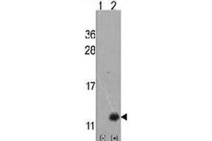 Western blot analysis of URM1 polyclonal antibody . (Urm1 Antikörper  (N-Term))