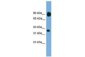 PCDHB15 antibody used at 1 ug/ml to detect target protein. (PCDHB15 Antikörper  (N-Term))