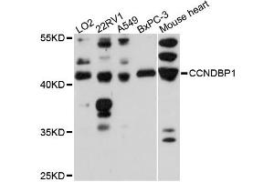 Western blot analysis of extracts of various cell lines, using CCNDBP1 antibody (ABIN6291864) at 1:3000 dilution. (CCNDBP1 Antikörper)