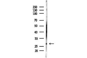 Western blot analysis of lysates from Mouse brain, using ASF1B Antibody at 1/1000 dilution.