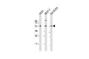Western Blot at 1:2000 dilution Lane 1: A431 whole cell lysate Lane 2: MCF-7 whole cell lysate Lane 3: SH-SY5Y whole cell lysate Lysates/proteins at 20 ug per lane. (NEK3 Antikörper  (AA 331-361))
