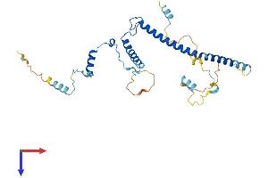 EBNA1BP2 Protein (AA 1-306) (His tag)