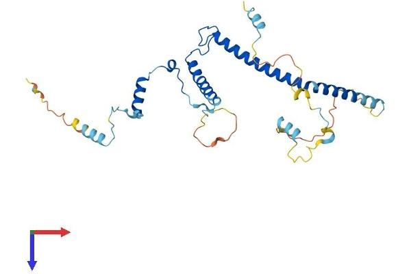EBNA1BP2 Protein (AA 1-306) (His tag)