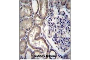 STIM2 Antibody (N-term) (ABIN656476 and ABIN2845756) immunohistochemistry analysis in formalin fixed and paraffin embedded human kidney tissue followed by peroxidase conjugation of the secondary antibody and DAB staining. (Stim2 Antikörper  (N-Term))