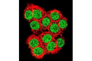 Immunofluorescence (IF) image for anti-X-Ray Repair Complementing Defective Repair in Chinese Hamster Cells 6 (XRCC6) (AA 521-548), (C-Term) antibody (ABIN651280)