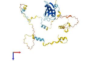 SHD Protein (AA 1-340) (His tag)