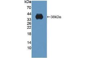 Western blot analysis of recombinant Human C1QTNF9. (C1QTNF9 Antikörper  (AA 20-333))