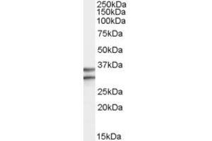 Western Blotting (WB) image for anti-G Protein-Coupled Receptor 3 (GPR3) (Internal Region) antibody (ABIN2466520) (GPR3 Antikörper  (Internal Region))