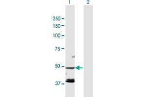 Western Blot analysis of FARS2 expression in transfected 293T cell line by FARS2 MaxPab polyclonal antibody. (FARS2 Antikörper  (AA 1-451))