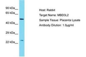 Image no. 1 for anti-Methyl-CpG Binding Domain Protein 3-Like 2 (MBD3L2) (AA 79-128) antibody (ABIN6750529) (MBD3L2 Antikörper  (AA 79-128))