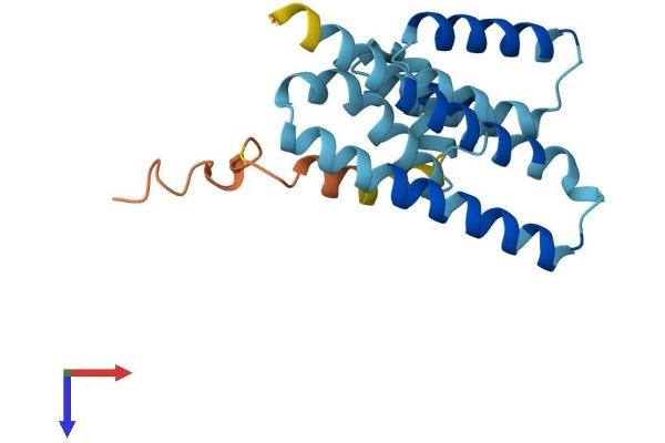 LZIC Protein (AA 1-190) (His tag)