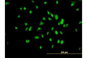Immunofluorescence (IF) image for anti-Upstream Binding Transcription Factor, RNA Polymerase I (UBTF) (AA 551-650) antibody (ABIN521228)